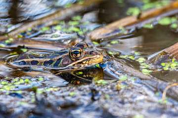 A northern leopard frog, Lithobates pipiens or ana pipiens, in shallow water at an Indiana wetlands