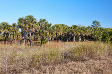 View of palm trees and wetlands along the Florida National Scenic Trail in St Marks National Wildlife Refuge, Florida