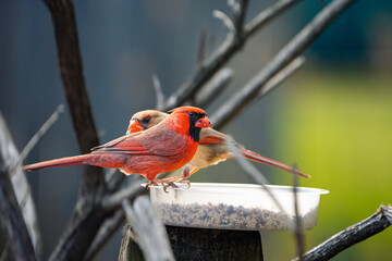 cardinal on a branch