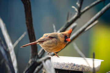 robin on a branch