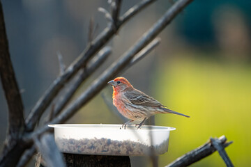 house finch on branch