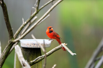 cardinal on a branch