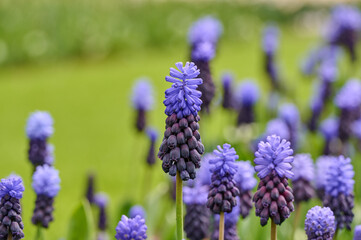 Beautiful Muscari Latifolium close up with colorful calm background
