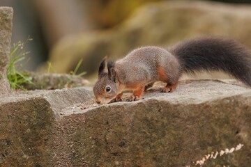 Naklejka na ściany i meble Closeup shot of the small squirrel eating nuts on the rock