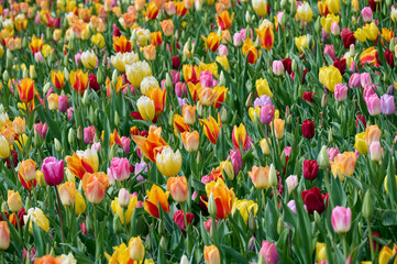 beautiful field of mixed colors of tulips