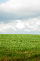 Fototapeta na wymiar view of green field under cloudy sky