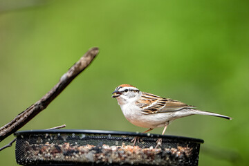 sparrow on a branch
