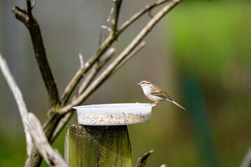 sparrow near feeder