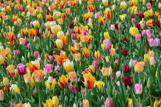 beautiful field of mixed colors of tulips
