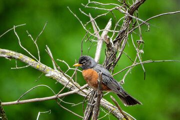 robin on a branch