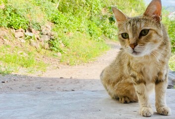 beautifull cat 