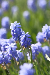 Grape hyacinths are small blue bells.