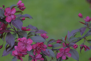 Apple branch with flowers in the shape of a wreath.