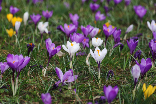 Lilac crocuses blossoming in spring season