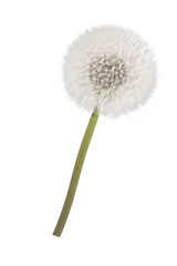 Naklejka premium white isolated dandelion in spring