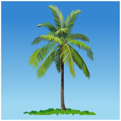 Vector illustration, coconut tree or palm tree.