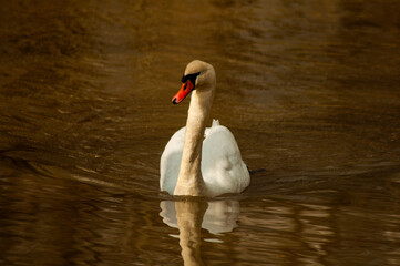 beautiful swan swims on the lake