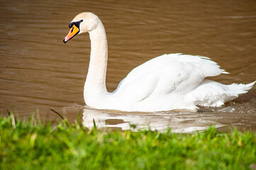 beautiful swan swims on the lake