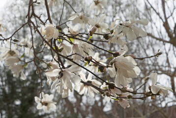 Branches of white Magnolia flowers in early Spring.