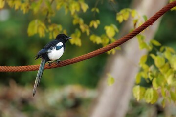 Fototapeta premium Magpie bird perched on a metal wire