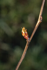 Pear bud close-up. fruit tree bud. bud opening. bud of a tree. a branch of a tree in the sun. pear bud on a green background