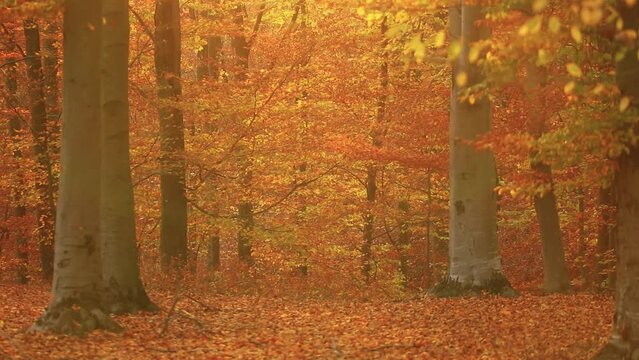 Cinematic shot of autumn leaves falling into the foliage in the forest in fall colors from the wind