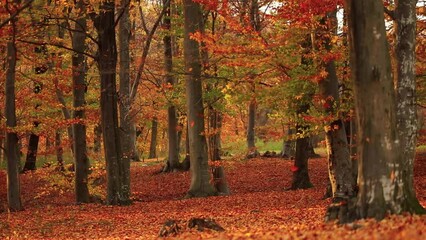 Cinematic shot of autumn leaves falling into the foliage in the forest in fall colors from the wind - Powered by Adobe