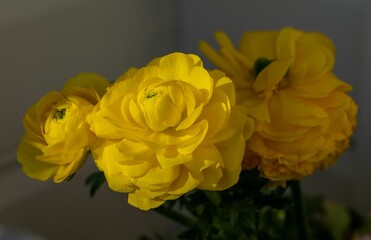 Monrovia Yellow Ranunculus