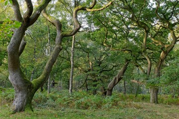 Oak trees at Brocton Coppice, England in early evening light