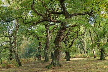 Oak trees at Brocton Coppice, England in early evening light