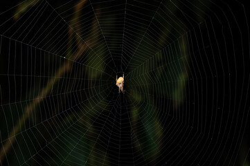 Small yellow spider sit on web