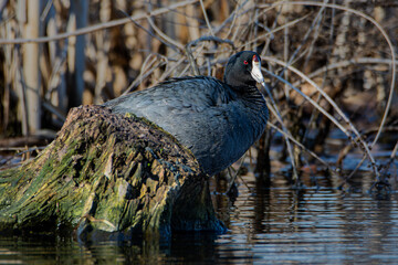 An American coot, Fulica americana, perched on a tree stump in an Indiana wetland