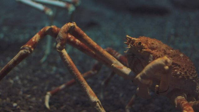 Close up 4K of king crab (alaska crab or spider crab) living in aquarium tank shows beautiful and giant claws for traveller. Spider crab is luxurious and fresh seafood from deep sea.