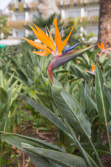 Nature and landscape architecture in Madeira, Portugal-Bird of paradise plant (Strelitzia reginae) with its gorgeous colourful flower which looks like the  beak of an exotic bird, blurred background