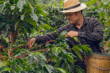 Farmer collecting coffee in a small town of Chiang Mai, Northern Thailand