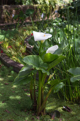 Nature, garden and landscape architecture in Madeira, Portugal-Magnificent white blossoms of calla lilies with yellow stamens in a pond, blurred background
