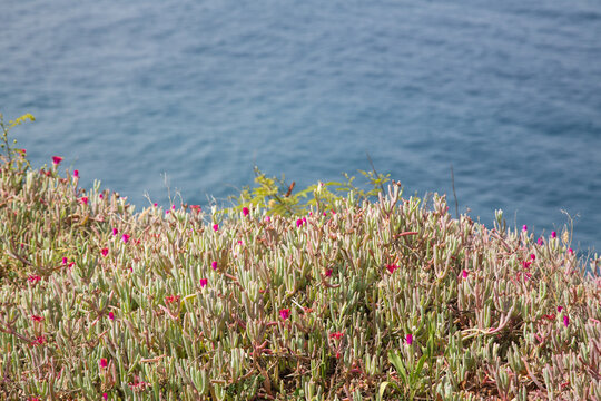 Nature, garden and landscape architecture in Madeira, Portugal - Malephora crocea, a grey leaved succulent ground cover plant, with remarkable orange-red blossoms, atlantic ocean in blurred background
