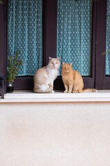 Red and white wild cats sitting on a windowsill