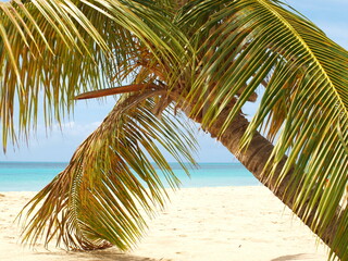 Coconut Tree in the Caribbean