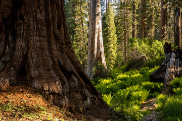 Trunk of Sequoia Tree Surrounded by Green Ferns