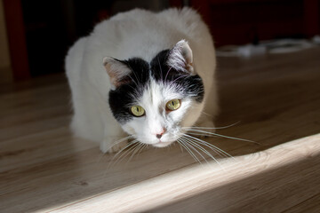 Big cat with yellow eyes looks out of darkness