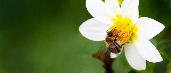 Bee sits on white and yellow dahlia flower covered in pollen. Close up. Green background. Banner 