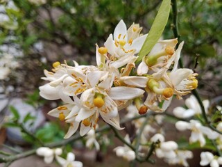 Beautiful flowers pictures closeup view