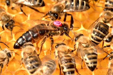 bee queen