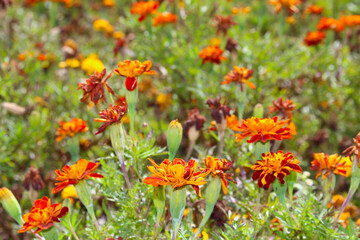 red and yellow flowers. orange flowers in the garden. beautiful flowers among the green plants.