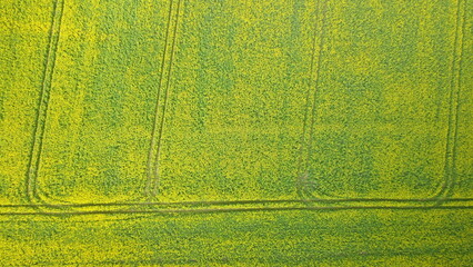 champ de colza en fleur vu de dessus avec traces de tracteur