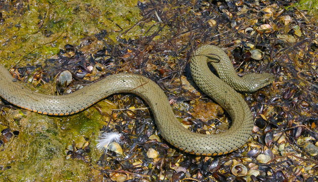 The dice snake (Natrix tessellata) lies on a stone, Tiligul estuary, Ukraine