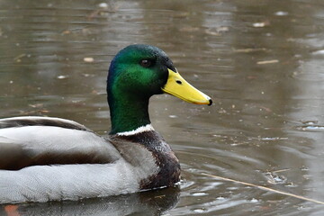 le regard d'un canard colvert 