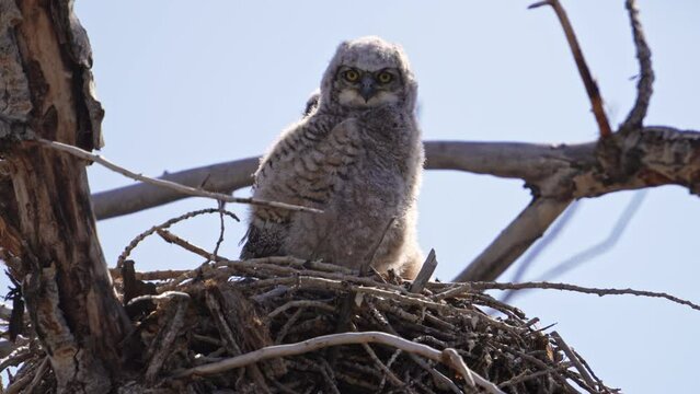Great Horned Owl baby standing up in nest on sunny day.