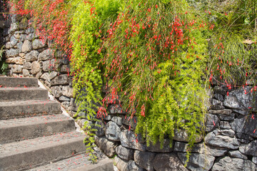 Nature, garden and landscape architecture in Madeira, Portugal-Russelia equisetiformis or coral fountain plant with orange blossoms decorating a wall of volcanic stones along a stairway